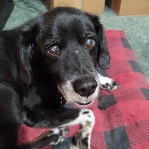 Meet your Posher, Dale